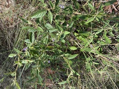 Solanum innoxium