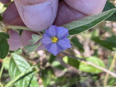 Solanum innoxium