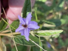 Solanum innoxium