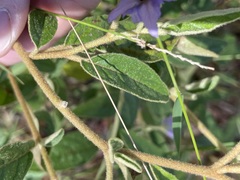 Solanum innoxium