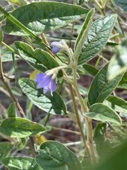 Solanum innoxium