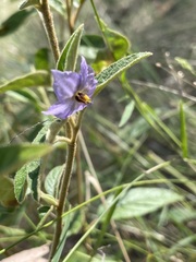 Solanum innoxium