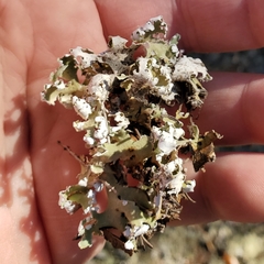 Cladonia prostrata