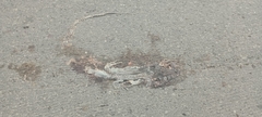 Iguana iguana