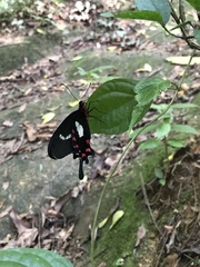 Parides agavus