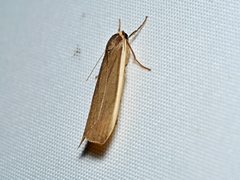 Palaeosia bicosta