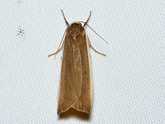 Palaeosia bicosta