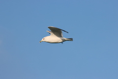 Larus delawarensis