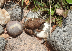 Pleurodema cinereum