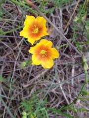 Linum berlandieri