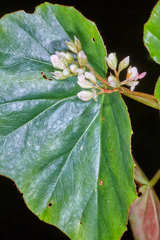 Begonia sartorii image