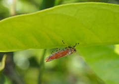 Bothrogonia ferruginea