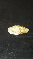 Mitrella guttata