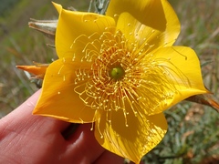 Mentzelia lindleyi