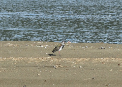 Vanellus chilensis chilensis