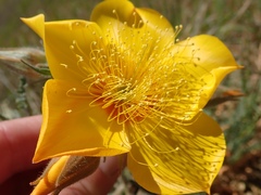 Mentzelia lindleyi