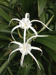 Hymenocallis crassifolia