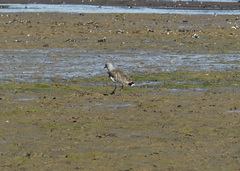 Vanellus chilensis chilensis