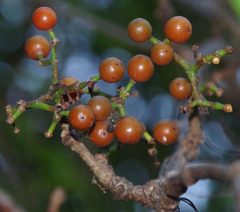 Tetrastigma thorsborneorum
