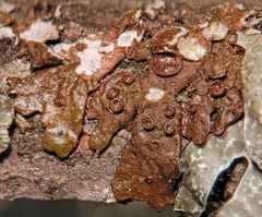 Melanohalea subolivacea