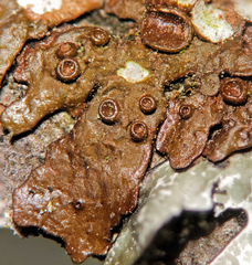 Melanohalea subolivacea