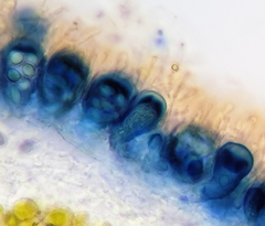 Melanohalea subolivacea