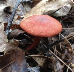 Cortinarius harrisonii