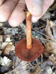 Cortinarius harrisonii