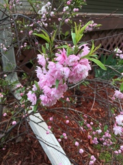 Prunus glandulosa