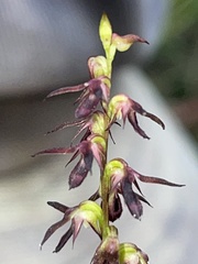 Genoplesium filiforme