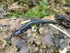 Plethodon teyahalee
