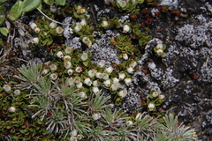 Gaultheria nubicola