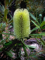 Banksia aemula