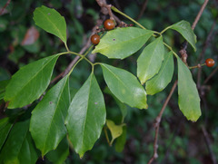 Tetrastigma thorsborneorum