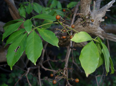 Tetrastigma thorsborneorum