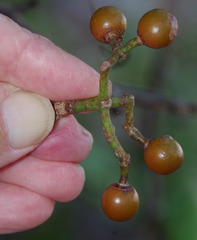 Tetrastigma thorsborneorum