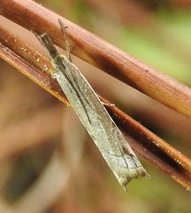 Raphiptera argillaceellus image