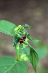 Tropidothorax leucopterus