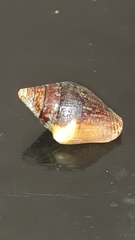 Columbella major