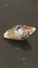 Columbella major