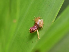 Pristimantinae