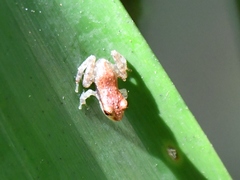 Pristimantinae