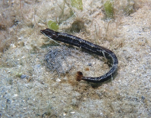 Crested pipefish (Cosmocampus brachycephalus) — Syngnathidae