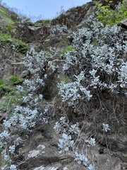 Eriogonum crocatum