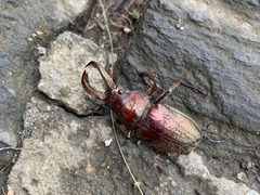 Sphaenognathus bellicosus