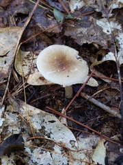 Amanita solaniolens