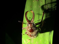 Sphaenognathus bellicosus