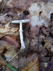 Amanita solaniolens