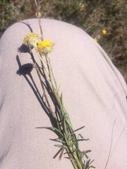 Coronidium gunnianum