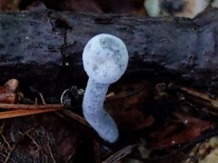 Hypomyces papulasporae